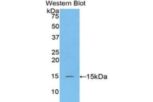 Western Blotting (WB) image for anti-Caspase 3 (CASP3) (AA 183-277) antibody (ABIN1077909) (Caspase 3 抗体  (AA 183-277))