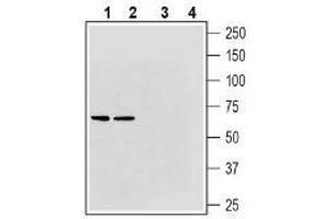 Western blot analysis of rat brain membranes (lanes 1 and 3) and mouse brain membranes (lanes 2 and 4): - 1-2. (Solute Carrier Family 17 (Vesicular Glutamate Transporter), Member 6 (SLC17A6) (AA 45-56), (Cytosolic), (N-Term) 抗体)