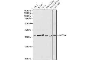 Western blot analysis of extracts of various cell lines, using WNT3A antibody (ABIN3021018, ABIN3021019, ABIN3021020, ABIN1513690 and ABIN6213915) at 1:1000 dilution. (WNT3A 抗体  (AA 1-352))