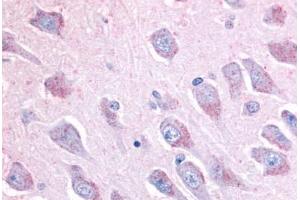 Anti-LINGO1 antibody  ABIN1049010 IHC staining of human brain, hippocampus. (LINGO1 抗体  (C-Term))