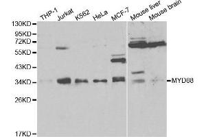 Western blot analysis of extracts of various cell lines, using MYD88 antibody. (MYD88 抗体  (AA 60-309))
