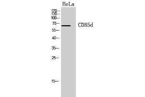 Western Blotting (WB) image for anti-Leukocyte Immunoglobulin-Like Receptor, Subfamily B (With TM and ITIM Domains), Member 2 (LILRB2) (Internal Region) antibody (ABIN6281102)