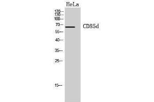 Western Blotting (WB) image for anti-Leukocyte Immunoglobulin-Like Receptor, Subfamily B (With TM and ITIM Domains), Member 2 (LILRB2) (Internal Region) antibody (ABIN3188021) (LILRB2 抗体  (Internal Region))