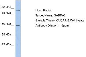Host: Rabbit Target Name: GABRA2 Sample Type: OVCAR-3 Whole Cell lysates Antibody Dilution: 1. (GABRA2 抗体  (C-Term))