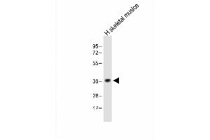 Anti-TAS2R5 Antibody (Center) at 1:1000 dilution + Human skeletal muslce lysate Lysates/proteins at 20 μg per lane. (TAS2R5 抗体  (AA 183-215))