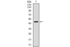 Western blot analysis using YAP1 mAb against human YAP1 (AA: 250-447) recombinant protein. (YAP1 抗体)