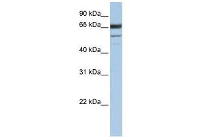 Western Blot showing SEPN1 antibody used at a concentration of 1. (SEPN1 抗体  (C-Term))