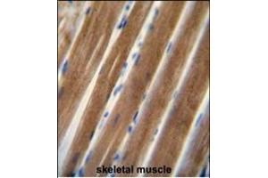 TNIP1 antibody (C-term) (ABIN654978 and ABIN2844618) immunohistochemistry analysis in formalin fixed and paraffin embedded human skeletal muscle followed by peroxidase conjugation of the secondary antibody and DAB staining. (TNIP1 抗体  (C-Term))