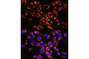 Immunofluorescence analysis of NIH-3T3 cells using R Rabbit mAb (ABIN7269812) at dilution of 1:100 (40x lens). (RAB7A 抗体)