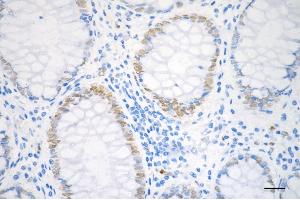 anti-Nicotinamide phosphoribosyltransferase (NAMPT) antibody