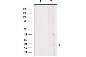 Western blot analysis of extracts from mouse brain, using ISG15 Antibody. (ISG15 抗体  (C-Term))