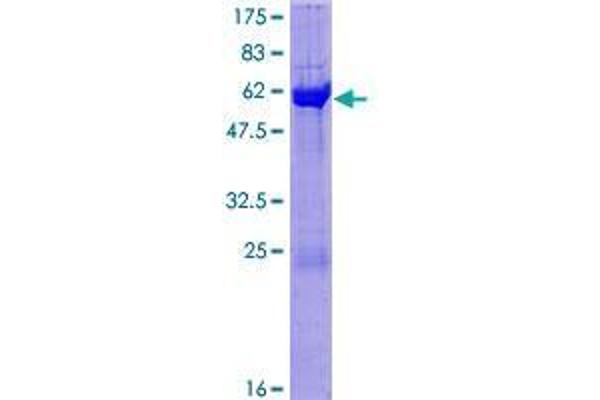 Copine V Protein (CPNE5) (AA 1-301) (GST tag)