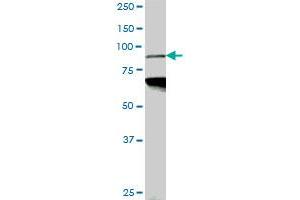PCAF monoclonal antibody (M05), clone 5E8. (KAT2B 抗体  (AA 353-452))