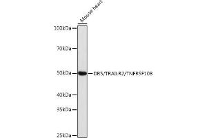 Western blot analysis of extracts of Mouse heart, using DR5/TR/TNFRSF10B antibody (ABIN7271062) at 1:1000 dilution. (TNFRSF10B 抗体)