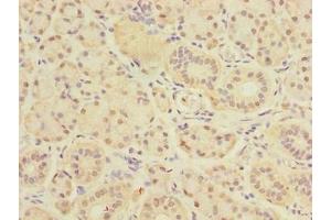 Immunohistochemistry of paraffin-embedded human pancreatic tissue using ABIN7149836 at dilution of 1:100 (DEXI 抗体  (AA 1-95))