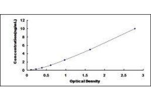Chemokine (C-X-C Motif) Receptor 1 (CXCR1) ELISA Kit