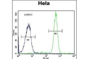 RPC8 Antibody (N-term) (ABIN651129 and ABIN2840087) flow cytometric analysis of Hela cells (right histogram) compared to a negative control cell (left histogram). (POLR3H 抗体  (N-Term))