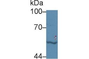 Western Blot; Sample: Human Jurkat cell lysate; Primary Ab: 5µg/ml Rabbit Anti-Bovine LBP Antibody Second Ab: 0. (LBP 抗体  (AA 224-468))