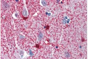 Anti-ENO1 antibody IHC staining of human brain, cortex. (ENO1 抗体  (AA 246-295))