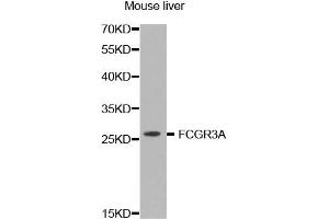 Western Blotting (WB) image for anti-Fc Fragment of IgG, Low Affinity IIIa, Receptor (CD16a) (FCGR3A) antibody (ABIN1872673) (FCGR3A 抗体)