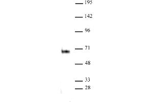 Elk-1 antibody (pAb) tested by Western blot. (ELK1 抗体  (C-Term))