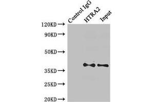 Immunoprecipitating HTRA2 in MCF-7 whole cell lysate Lane 1: Rabbit control IgG (1 μg) instead of ABIN7168921 in MCF-7 whole cell lysate. (HTRA2 抗体  (AA 334-458))