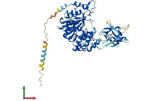 Protein Structure (PS) image for UDP-N-Acetyl-alpha-D-Galactosamine:polypeptide N-Acetylgalactosaminyltransferase 14 (GalNAc-T14) (GALNT14) (AA 1-550) protein (His tag) (ABIN7558926)