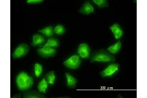 Immunofluorescence (IF) image for anti-Tubulin, Alpha, 3C (TUBA3C) (AA 1-418) antibody (ABIN563291)
