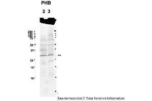 Western Blotting (WB) image for anti-Prohibitin (PHB) (C-Term) antibody (ABIN2788746)
