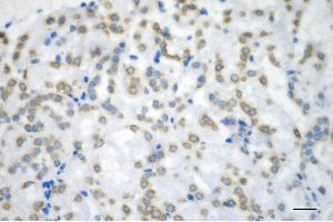 Immunohistochemistry was performed on paraffin-embedded mouse kidney using histone H3 (acetyl K36) antibody (ABIN7798951), 1:200). (Recombinant Histone 3 抗体  (H3K36ac))