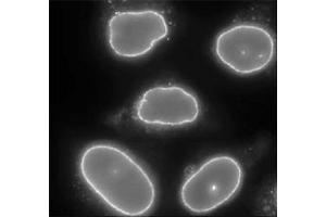 Para-formaldehyde fixed HeLa cells stained with RANBP2 polyclonal antibody  (1 : 2000 dilution).