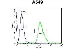 ARRB1 Antibody (C-term) flow cytometric analysis of A549 cells (right histogram) compared to a negative control cell (left histogram). (beta Arrestin 1 抗体  (C-Term))