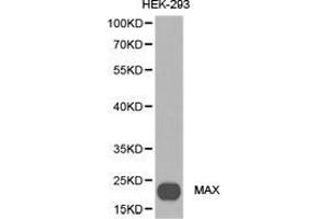 Western Blotting (WB) image for anti-MYC Associated Factor X (MAX) antibody (ABIN1873648) (MAX 抗体)