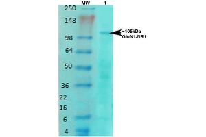 Western Blot analysis of Rat brain membrane lysate showing detection of NMDAR1 NMDA receptor protein using Mouse Anti-NMDAR1 NMDA receptor Monoclonal Antibody, Clone S308-48 . (GRIN1/NMDAR1 抗体  (AA 42-361) (Biotin))