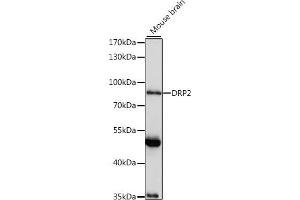 DRP2 Antikörper  (AA 1-240)