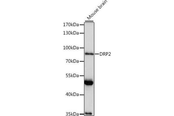 DRP2 Antikörper  (AA 1-240)