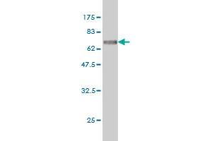 Western Blot detection against Immunogen (74. (ITFG2 抗体  (AA 1-447))