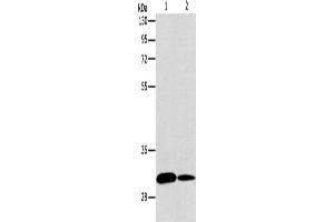 Western Blotting (WB) image for anti-ATG5 Autophagy Related 5 (ATG5) antibody (ABIN2422617) (ATG5 抗体)