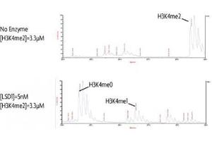 LSD1 / KDM1A activity assay.