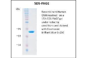 SDS-PAGE (SDS) image for Oncostatin M (OSM) (Active) protein (ABIN5509379) (Oncostatin M Protein (OSM))