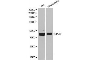 Western blot analysis of extracts of various cell lines, using RPGR antibody. (RPGR 抗体)