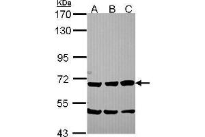 SCG2 antibody