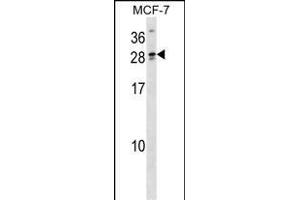 LIPT2 Antibody (N-term) (ABIN1538994 and ABIN2849695) western blot analysis in MCF-7 cell line lysates (35 μg/lane).