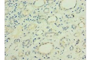 Immunohistochemistry of paraffin-embedded human kidney tissue using ABIN7153466 at dilution of 1:100 (Galectin 9 抗体  (AA 1-240))