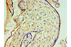 Immunohistochemistry of paraffin-embedded human placenta tissue using ABIN7148820 at dilution of 1:100 (CREB3L2 抗体  (AA 1-247))