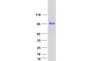 Western Blotting (WB) image for Tripartite Motif Containing 55 (TRIM55) (Transcript Variant 3) protein (Myc-DYKDDDDK Tag) (ABIN2734287)
