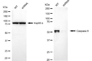 Western blotting analysis using Caspase 8 antibody (ABIN7797907). (Recombinant Caspase 8 抗体)