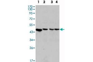 Western blot analysis using MAP2K2 monoclonal antibody, clone 7F5  against PC-12 (1), Jurkat (2), HeLa (3) and NIH/3T3 (4) cell lysate. (MEK2 抗体)