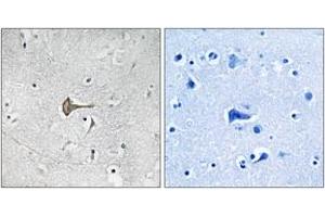 Immunohistochemistry analysis of paraffin-embedded human brain tissue, using Kv4. (KCND2 抗体  (AA 581-630))