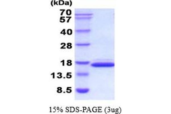 Galectin 2 Protein (AA 1-130) (His tag)